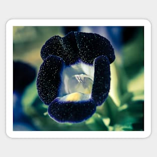 Colourful Gloxinia 2 Sticker